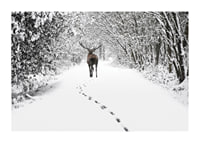 Photograph of deer on snow-covered forest road with white trees-1