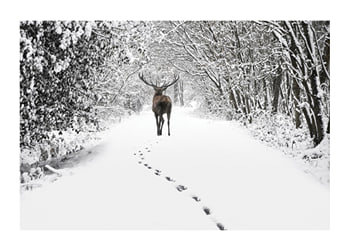 Poster Deer Forest Walk