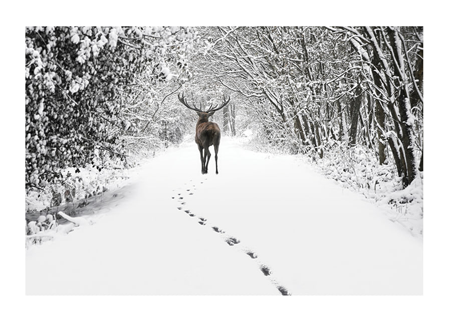Photograph of deer on snow-covered forest road with white trees-12