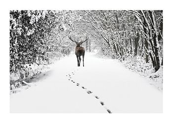 Plagát Deer Forest Walk