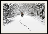 Photograph of deer on snow-covered forest road with white trees-2