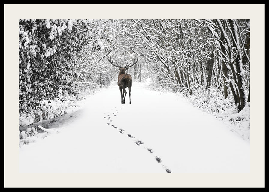 Photograph of deer on snow-covered forest road with white trees-12