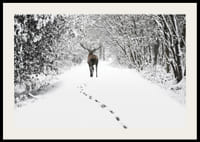 Fotografía de ciervos en un camino forestal cubierto de nieve con árboles blancos.-2
