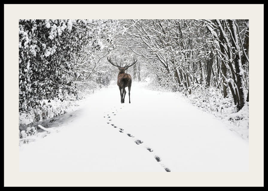 Fotografía de ciervos en un camino forestal cubierto de nieve con árboles blancos.-12