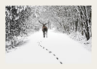 Photograph of deer on snow-covered forest road with white trees-3