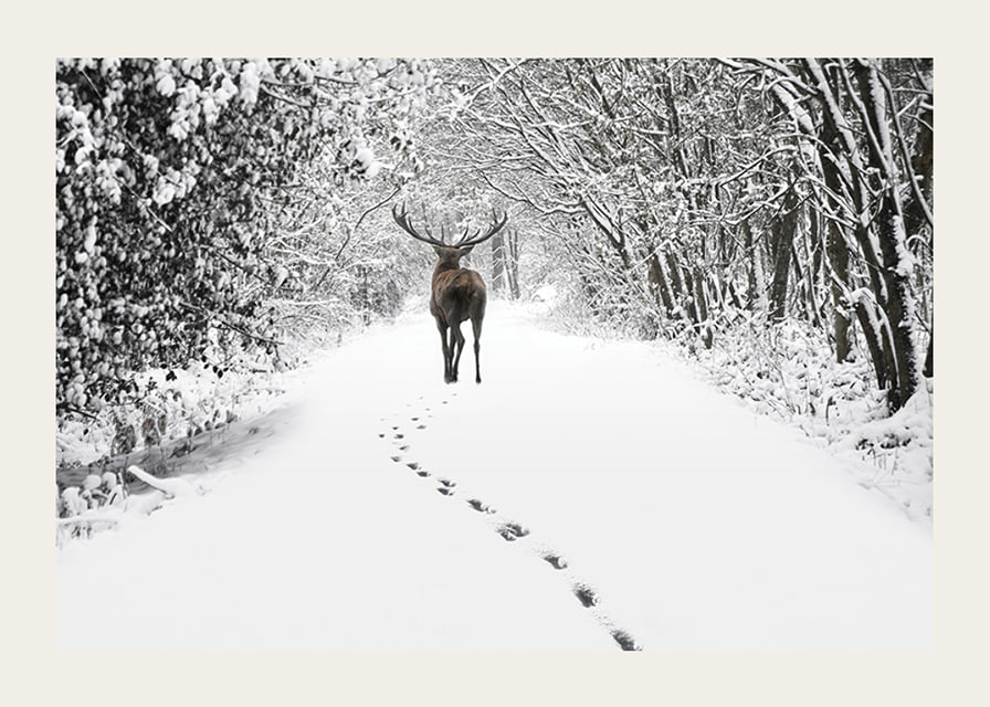 Photograph of deer on snow-covered forest road with white trees-12
