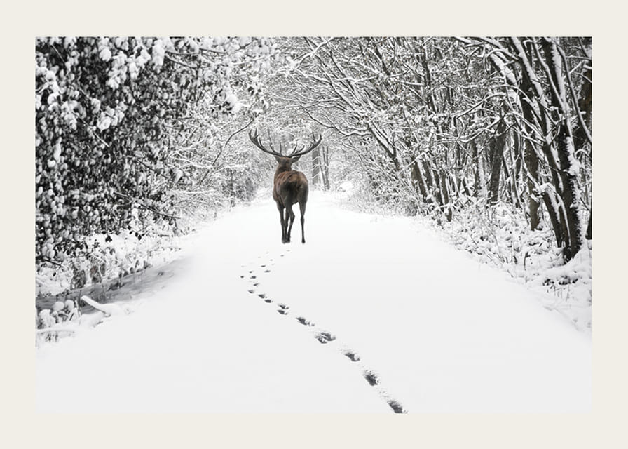Fotografía de ciervos en un camino forestal cubierto de nieve con árboles blancos.-12