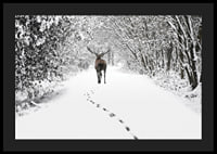 Photograph of deer on snow-covered forest road with white trees-4