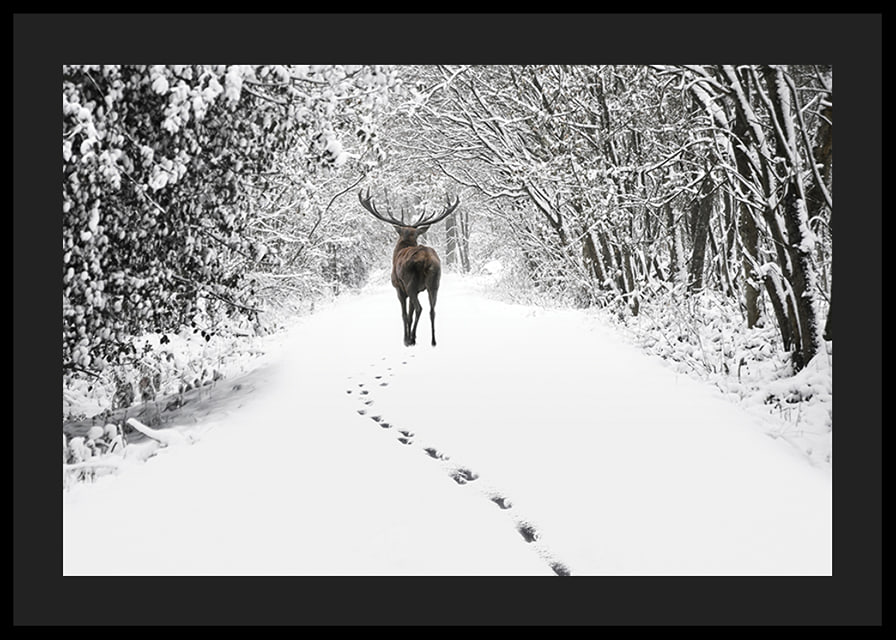 Photograph of deer on snow-covered forest road with white trees-12