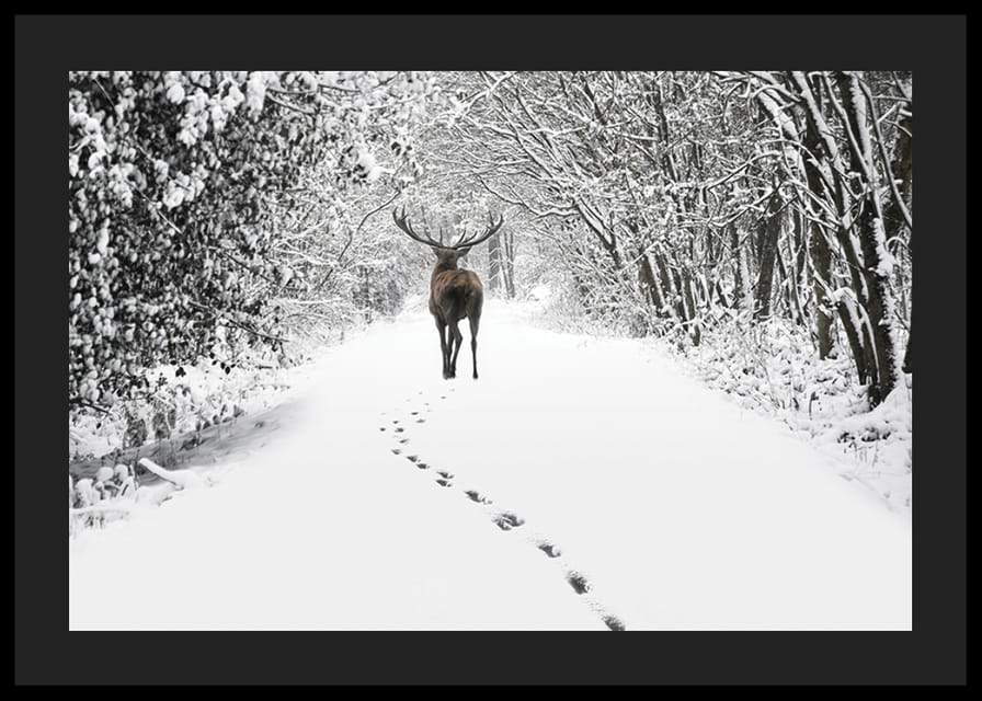 Fotografía de ciervos en un camino forestal cubierto de nieve con árboles blancos.-12