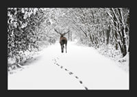 Photograph of deer on snow-covered forest road with white trees-5
