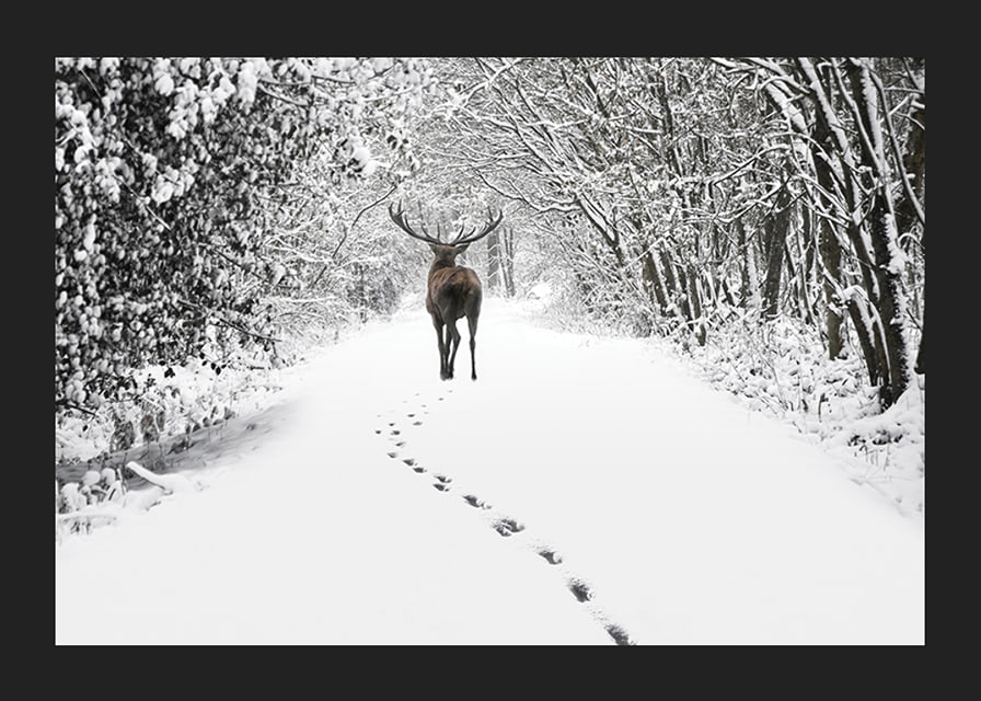 Photograph of deer on snow-covered forest road with white trees-12