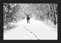 Fotografía de ciervos en un camino forestal cubierto de nieve con árboles blancos.-5