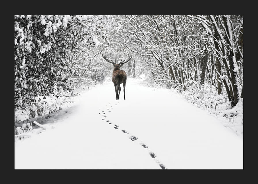 Fotografía de ciervos en un camino forestal cubierto de nieve con árboles blancos.-12