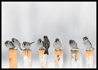 Photograph of sparrows on snow-covered yellow poles in winter-6