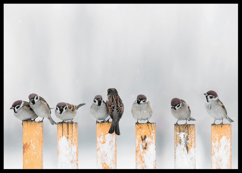 Photograph of sparrows on snow-covered yellow poles in winter-12