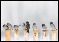 Willow Finches-2