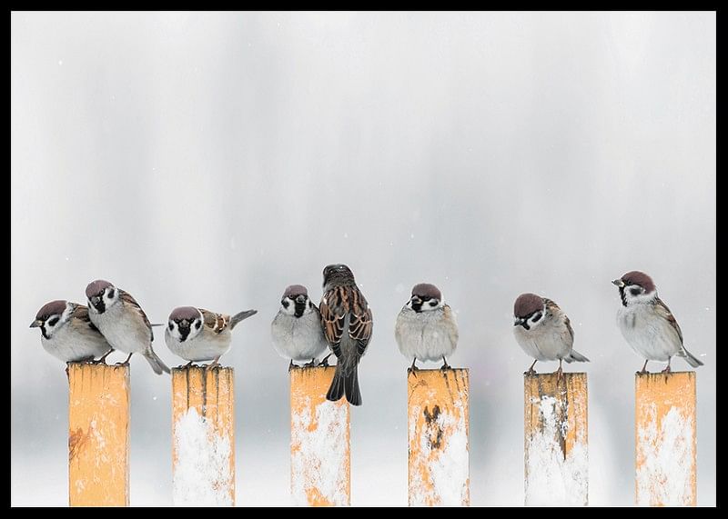 Willow Finches-12