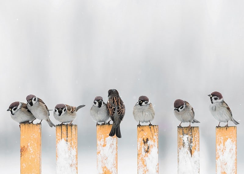 Photograph of sparrows on snow-covered yellow poles in winter-12