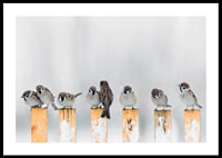 Photograph of sparrows on snow-covered yellow poles in winter-0