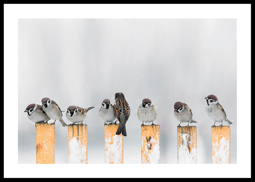 Photograph of sparrows on snow-covered yellow poles in winter-12