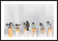 Willow Finches-0
