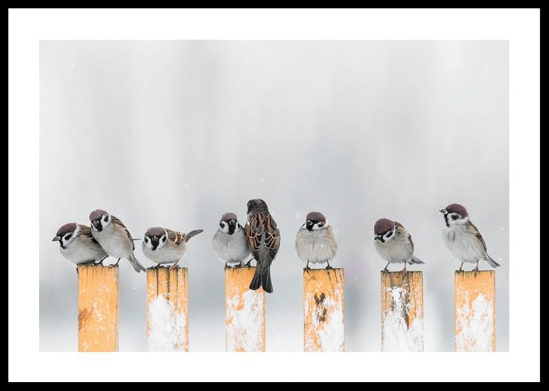 Willow Finches-12