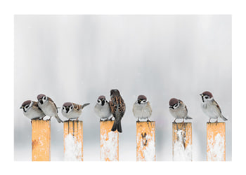 Poster Willow Finches