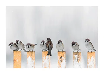 Poster Willow Finches