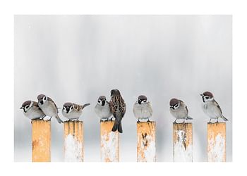 Plagát Willow Finches