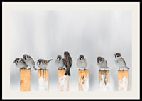 Photograph of sparrows on snow-covered yellow poles in winter-2