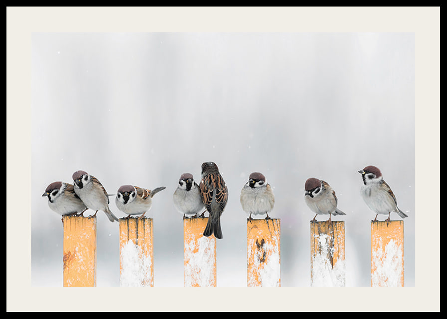 Photograph of sparrows on snow-covered yellow poles in winter-12