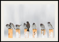 Verébekről készült fénykép hófödte sárga oszlopokon télen-2