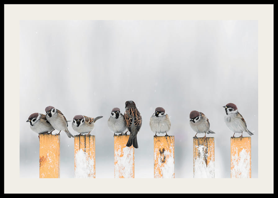 Verébekről készült fénykép hófödte sárga oszlopokon télen-12