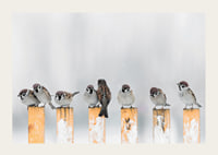 Photograph of sparrows on snow-covered yellow poles in winter-3