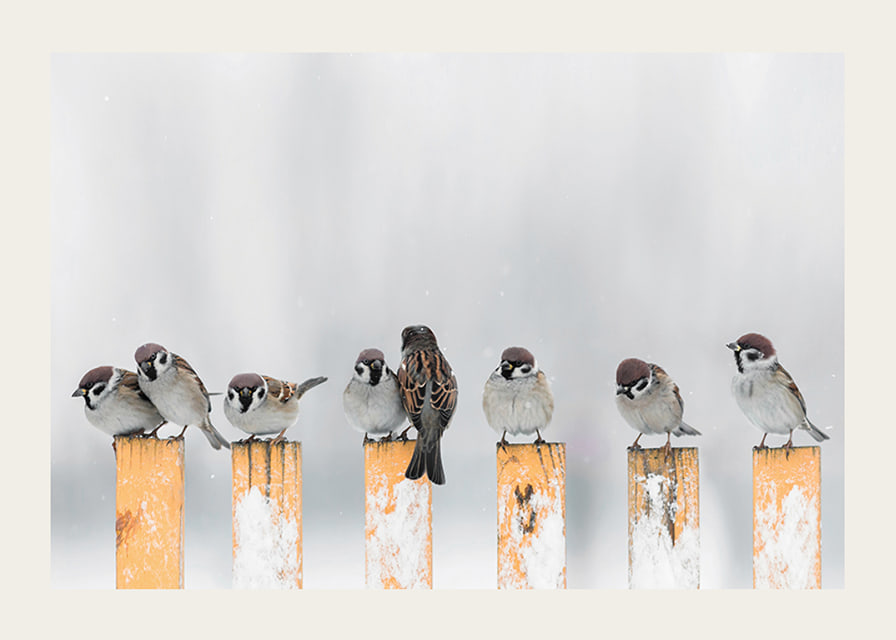 Photograph of sparrows on snow-covered yellow poles in winter-12