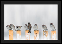 Photograph of sparrows on snow-covered yellow poles in winter-4