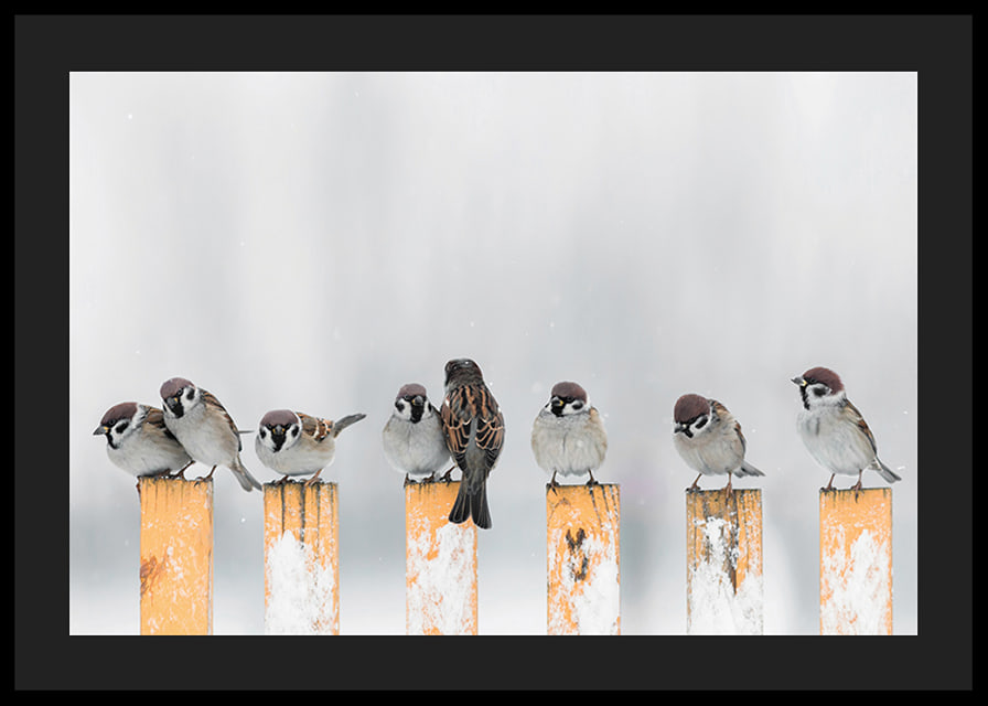 Photograph of sparrows on snow-covered yellow poles in winter-12