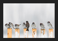 Photograph of sparrows on snow-covered yellow poles in winter-5