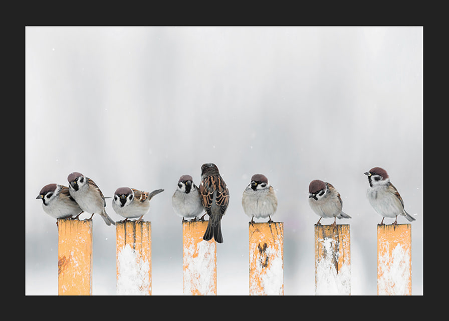 Photograph of sparrows on snow-covered yellow poles in winter-12