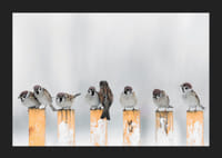 Verébekről készült fénykép hófödte sárga oszlopokon télen-5