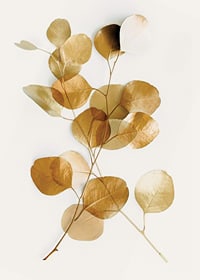 Minimalist eucalyptus branch with golden leaves against white background-7