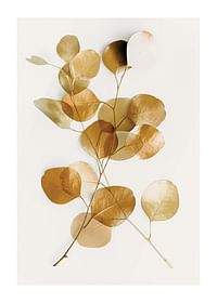 Eucalyptus Gold No4-1