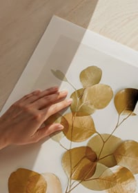 Minimalist eucalyptus branch with golden leaves against white background-9
