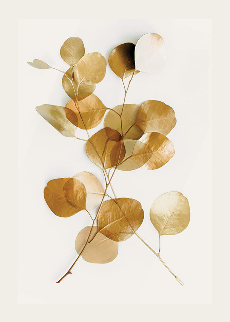 Minimalistisk eucalyptuskvist med gyllene blad mot vit bakgrund-12