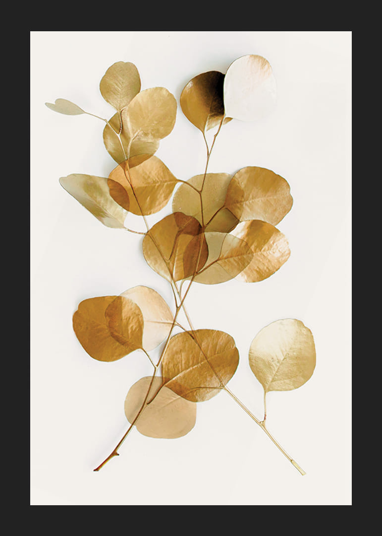 Minimalistisk eucalyptuskvist med gyllene blad mot vit bakgrund-12
