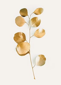 Abstract eucalyptus branch with gold colored leaves on white background-7