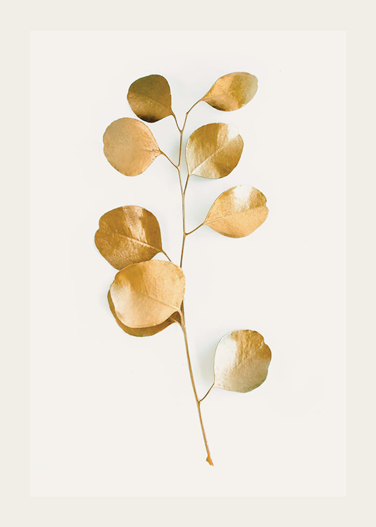 Abstrakt eukalyptusgren med guldfärgade blad på vit bakgrund-12