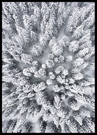 Aerial view of snow-covered spruce forest with densely standing treetops-6
