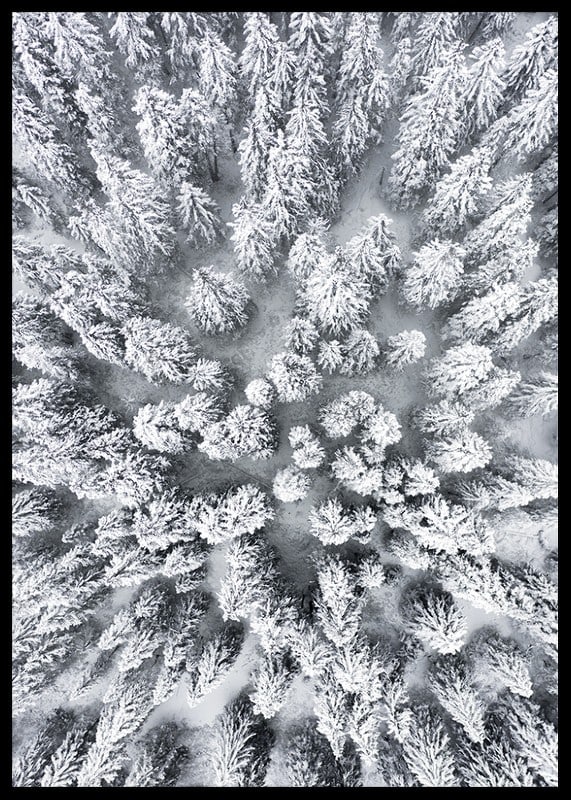 Aerial view of snow-covered spruce forest with densely standing treetops-12